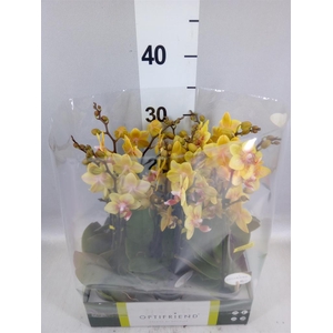 Phalaenopsis multi.   ...orange