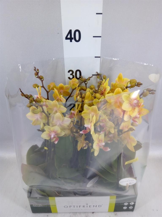 <h4>Phalaenopsis multi.   ...orange</h4>