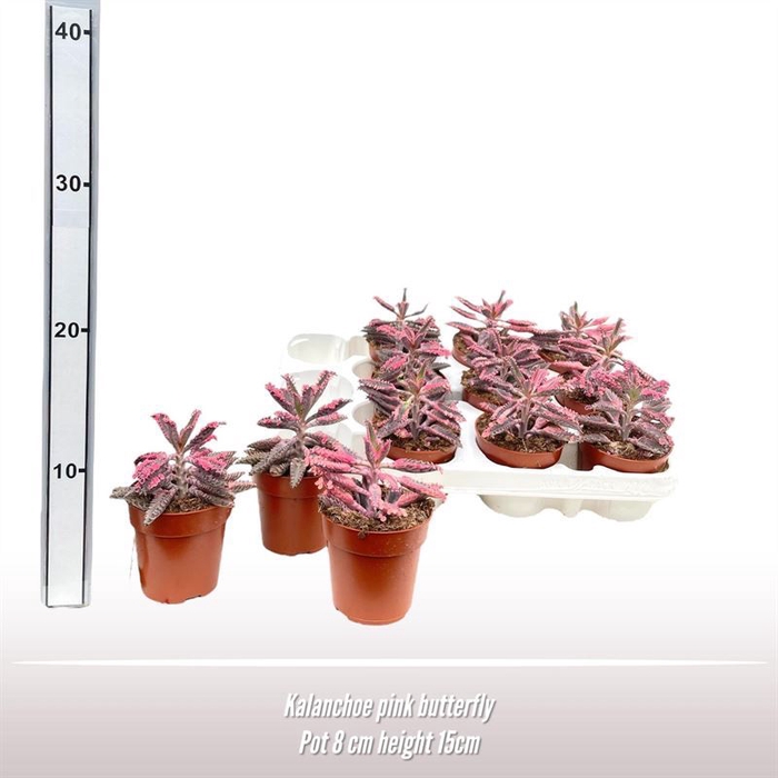 <h4>Kalanchoe daigremonti</h4>