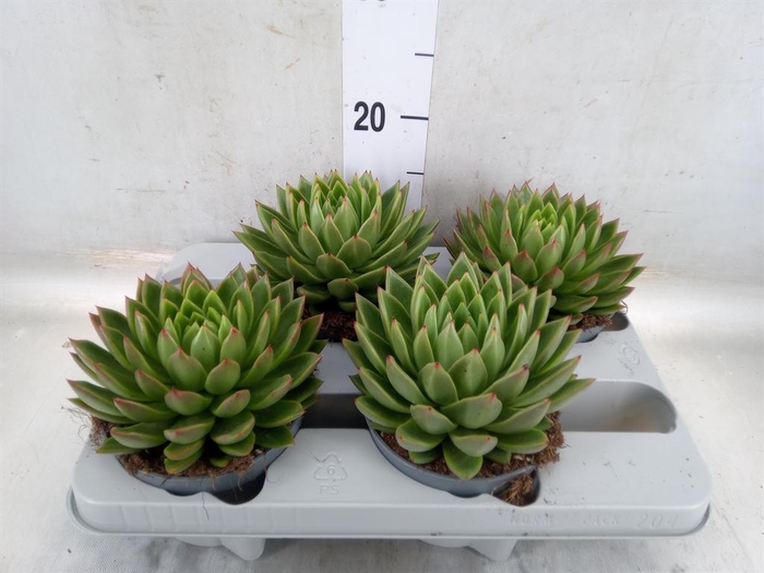 <h4>Echeveria agavoides</h4>