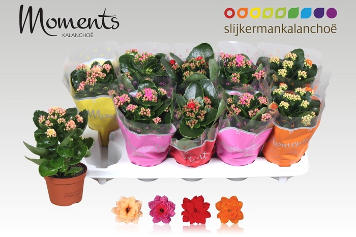 <h4>KAL GE GEM 4 KL</h4>