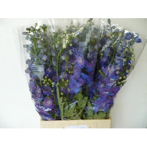 Delph Du Guard Blue