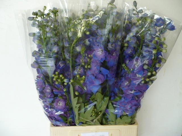 <h4>Delph Du Guard Blue</h4>