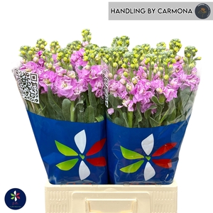 Matthiola Iron Pink