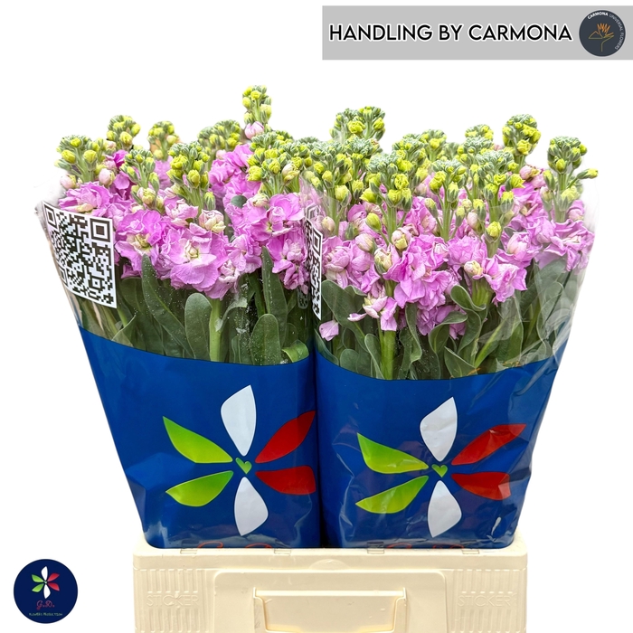 <h4>Matthiola Iron Pink</h4>