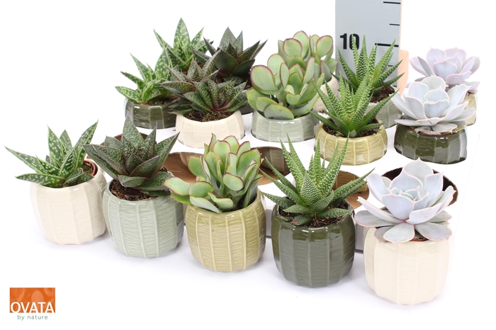 <h4>SUCC GEM 5 SRT</h4>