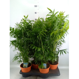 Chamaedorea elegans