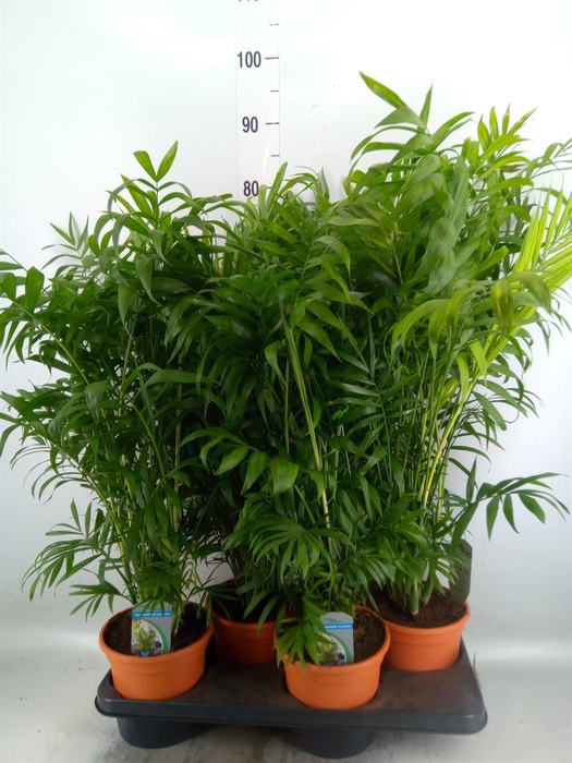 <h4>Chamaedorea elegans</h4>