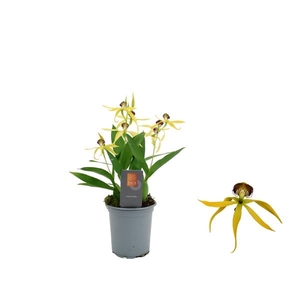 Inca Cochleata Encyclia 'Tarantula Yellow' 9cm