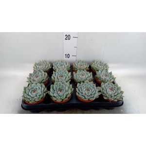 Echeveria   ...
