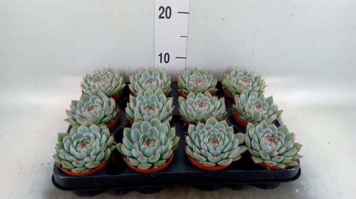 <h4>Echeveria   ...</h4>