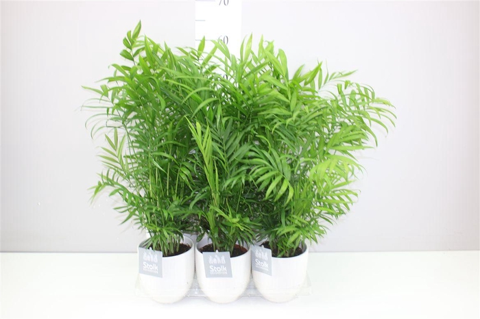 <h4>Chamaedorea Elegans Liv Keramiek</h4>