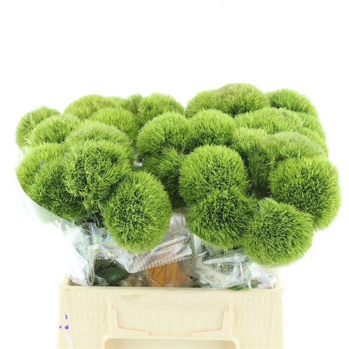 <h4>Di Barb Kiwi Mellow</h4>