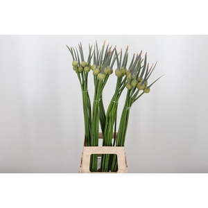 Allium Cepa Judith