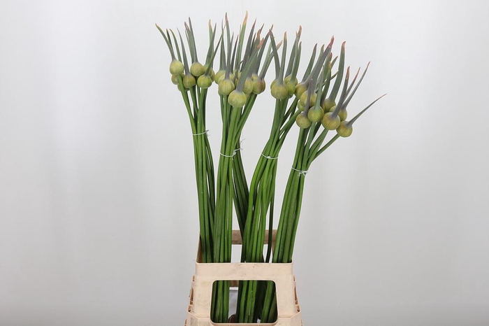 <h4>Allium Cepa Judith</h4>