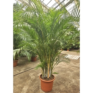 Dypsis lutescens (Areca)