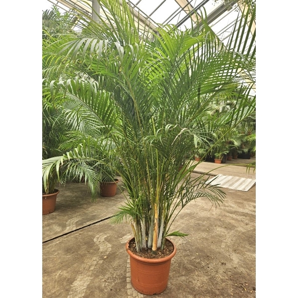 <h4>Dypsis lutescens (Areca)</h4>