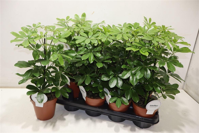 <h4>Schef Ar Nora</h4>