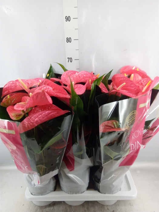 <h4>Anthurium andr. 'Maine'</h4>