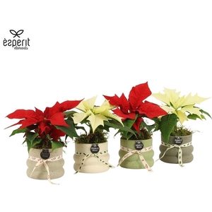 Arrangementen Kerst 6%