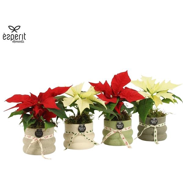 <h4>Arrangementen Kerst 6%</h4>