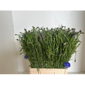 Centaurea Cyanus Blue