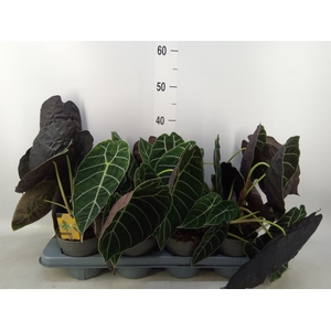 Alocasia   ...