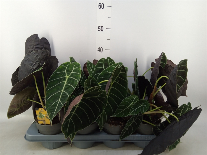 <h4>Alocasia   ...</h4>