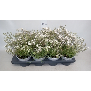 Gypsophila  'Summer Snow'