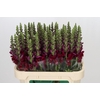Antirrhinum Opus Red