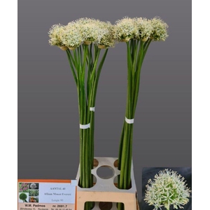 ALLIUM MOUNT EVEREST ALLIUM MOUNT E