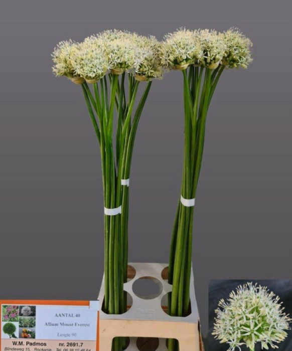 <h4>ALLIUM MOUNT EVEREST ALLIUM MOUNT E</h4>