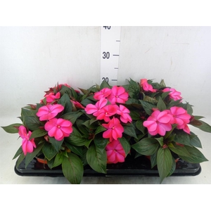 Impatiens NG 'ColPow Purple Flame'