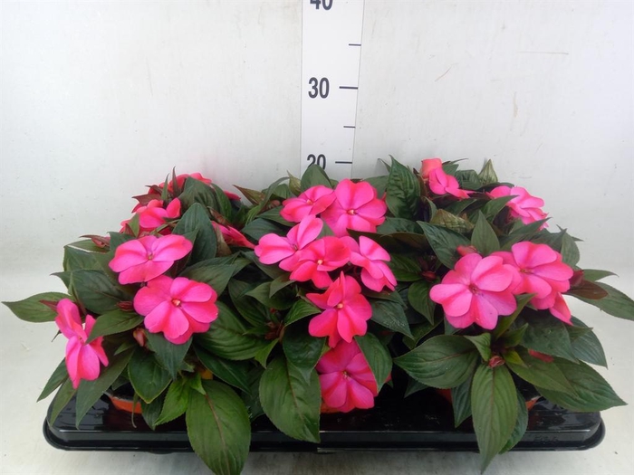 <h4>Impatiens NG 'ColPow Purple Flame'</h4>