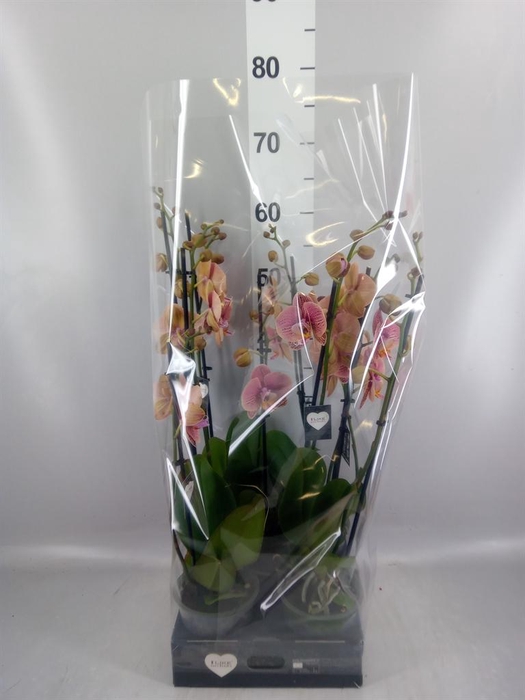 <h4>Phalaenopsis  'Ant Orlando'</h4>