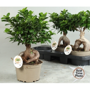 FIC MI GINSENG