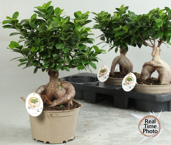 <h4>FIC MI GINSENG</h4>