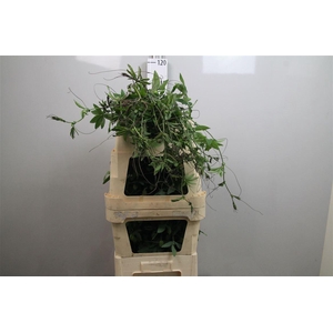 Passieflora Rank