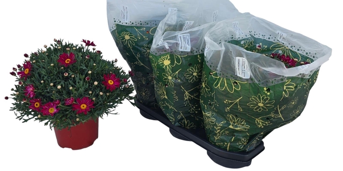 <h4>ARG GIUDITTA</h4>