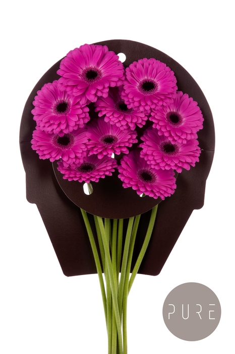 <h4>Gerbera Rich Flowerracket</h4>