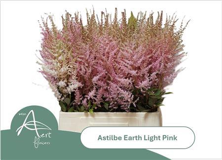 <h4>Astil Ar Eart L Pink</h4>