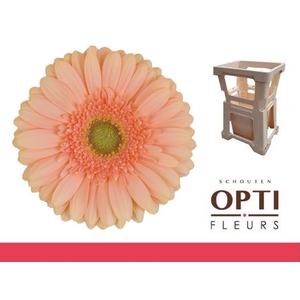 Gerbera Pre-Extase Water