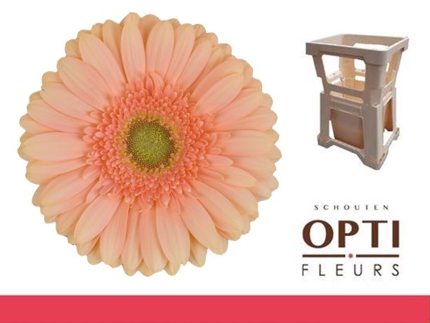 <h4>Gerbera Pre-Extase Water</h4>