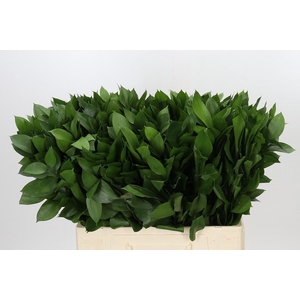 RUSCUS HYPOPHYLLUM