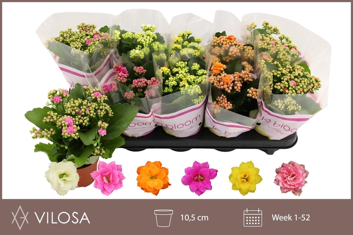 <h4>KAL GE GEM 5 KL</h4>