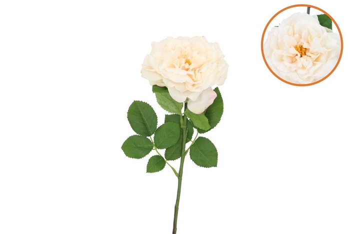 <h4>Silk Wild Rose Cream Single 65cm Nm</h4>