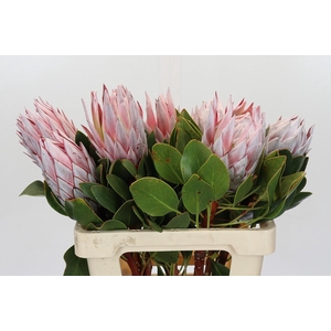 Protea Cynaroides