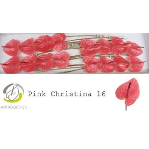 Anthurium Pink Christina