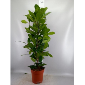 Ficus cyathistipula