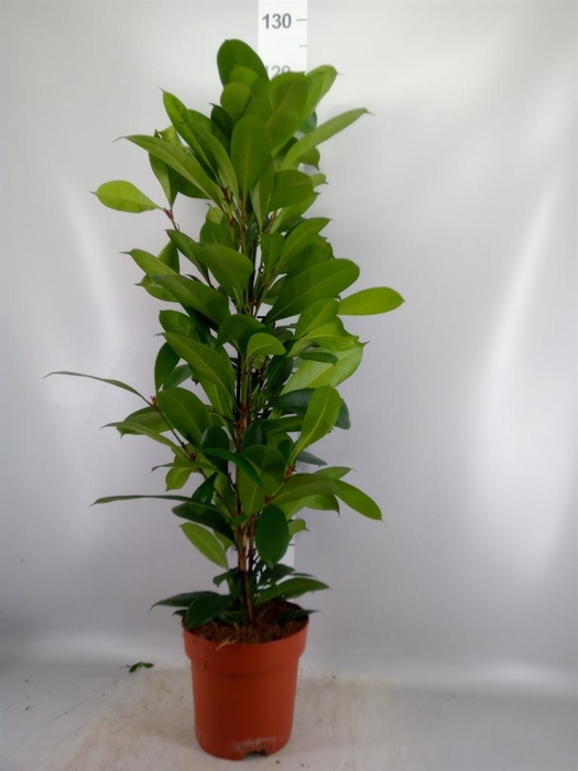 <h4>Ficus cyathistipula</h4>
